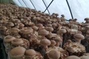 안전한 우리농산물이 생산되는 친환경 참송이버섯 송이이모표고버섯농장