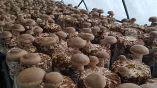안전한 우리농산물이 생산되는 친환경 참송이버섯 송이이모표고버섯농장