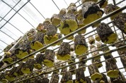 정성으로 유기농 상황버섯 재배하는 상황보감 농장